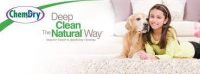Pet Urine Carpet Cleaners Pet Urine Carpet Cleaners
